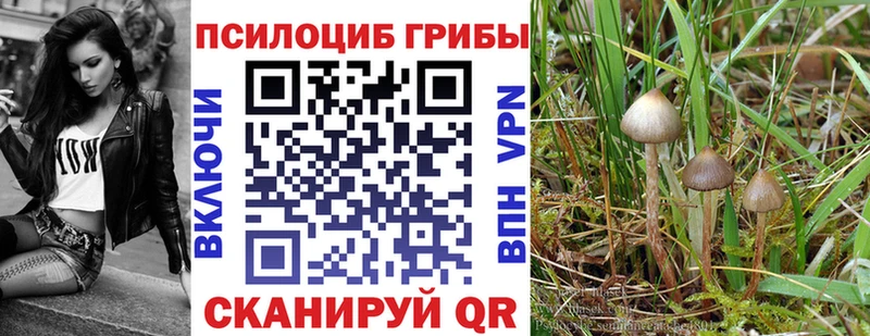 где можно купить   Рошаль  Галлюциногенные грибы прущие грибы 